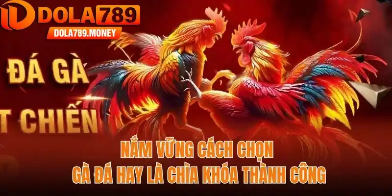Nắm vững cách chọn gà đá hay là chìa khóa thành công