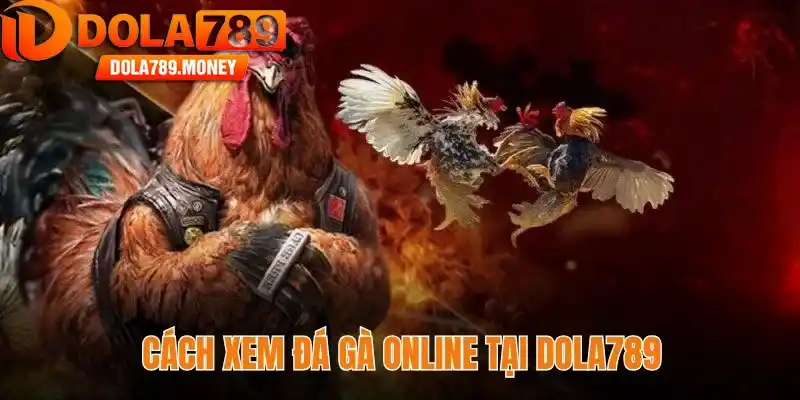 Cách xem đá gà online - Hướng dẫn từ A-Z cho hội viên