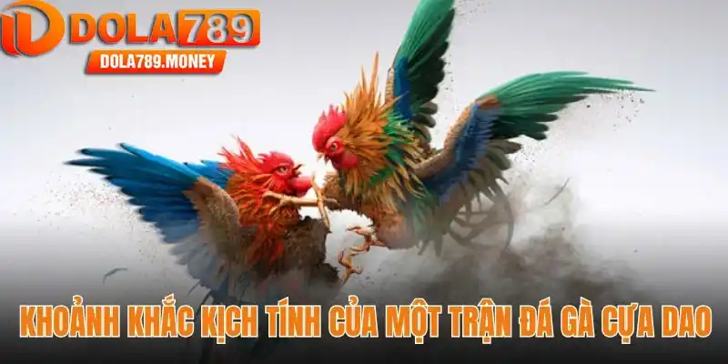 Khoảnh khắc kịch tính của một trận đá gà cựa dao